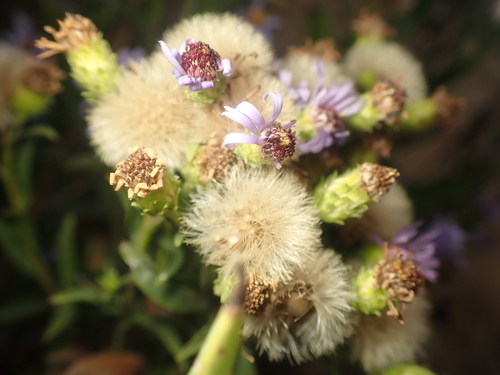 Symphyotrichum chilense