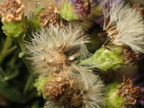 Symphyotrichum chilense