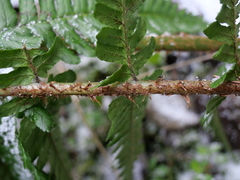 Dryopteris affinis borreri