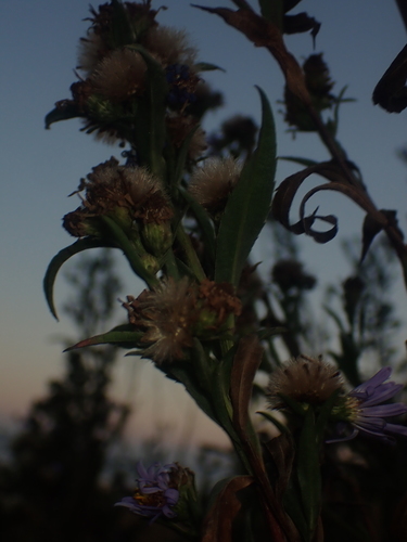 Symphyotrichum chilense