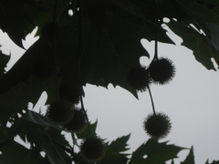 Platanus × hispanica