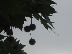 Platanus × hispanica