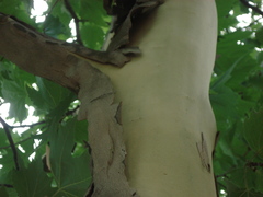 Platanus × hispanica
