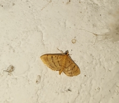 Dichocrocis