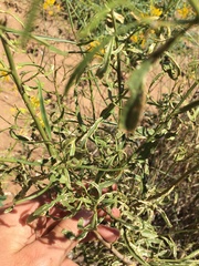 Ozoroa namaquensis