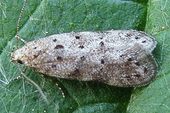 Pseudotelphusa paripunctella