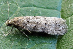 Pseudotelphusa paripunctella