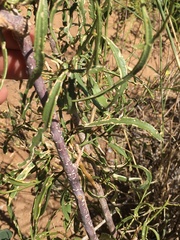 Ozoroa namaquensis