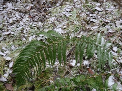Dryopteris affinis borreri