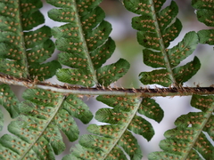 Dryopteris affinis borreri