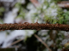 Dryopteris affinis borreri