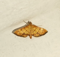 Orphanostigma abruptalis