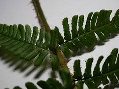 Dryopteris affinis borreri