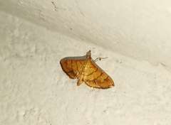 Orphanostigma abruptalis