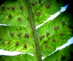 Dryopteris affinis borreri