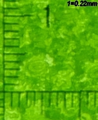 Dryopteris affinis borreri