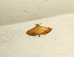 Orphanostigma abruptalis
