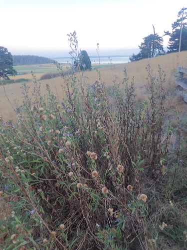 Symphyotrichum chilense