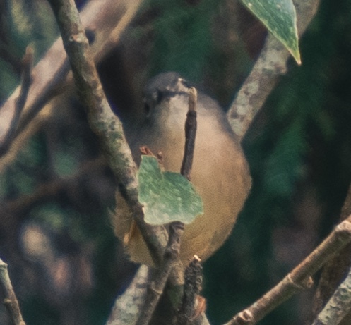 Grey-cheeked Fulvetta