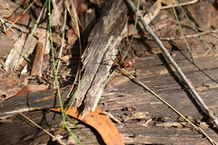 Leptomyrmex tibialis