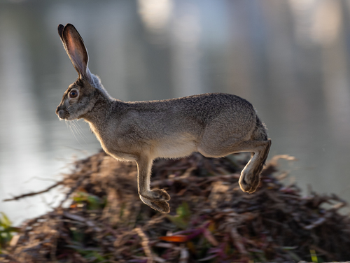 Black-tailed Jackrabbit photographed in California