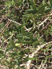 Rhynchosia totta