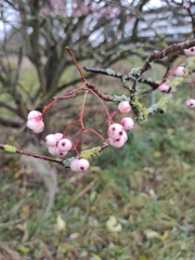 Sorbus vilmorinii