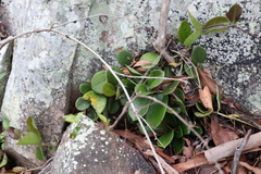 Hoya australis australis