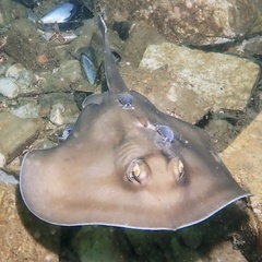 Sparsely-Spotted Stingaree photo 5