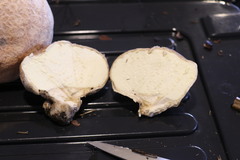 Calvatia lilacina