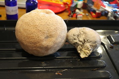 Calvatia lilacina