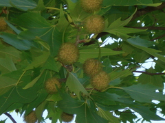 Platanus occidentalis