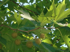Platanus occidentalis