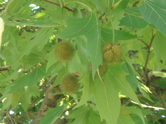 Platanus occidentalis