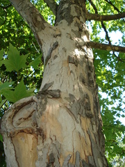 Platanus occidentalis