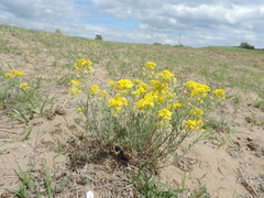 Alyssum montanum gmelinii