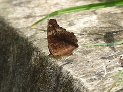 Junonia erigone