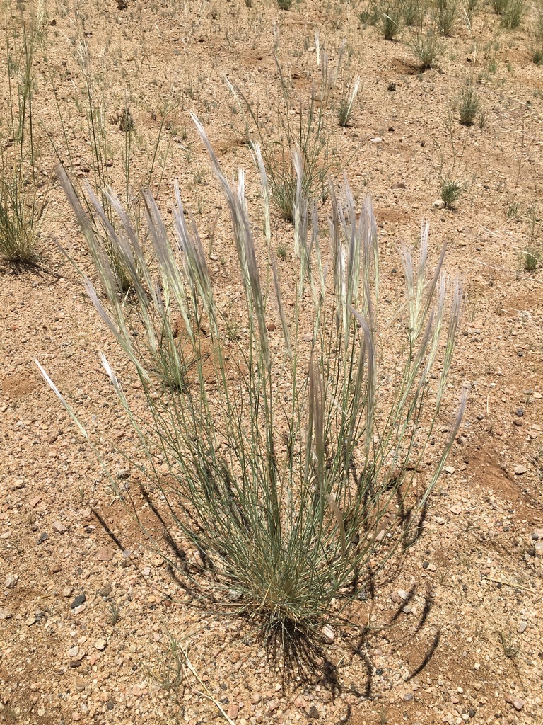 gemsbok tail gras