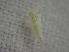 Zygina nivea
