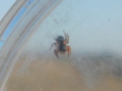 Aelurillus politiventris