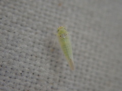 Zygina nivea