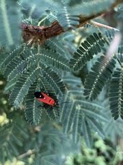 Oncopeltus nigriceps