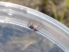 Aelurillus politiventris