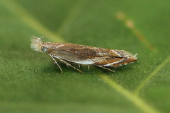 Sophronia sicariellus