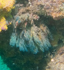 Bugulidae