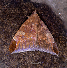 Pindara illibata