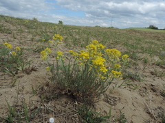 Alyssum montanum gmelinii