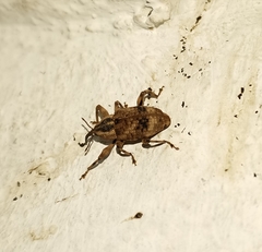 Mechistocerus