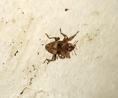 Mechistocerus