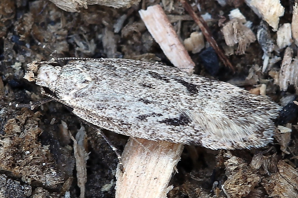 Gelechia rhombelliformis
